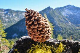 2025/04/Trees-mountain-heights.jpg