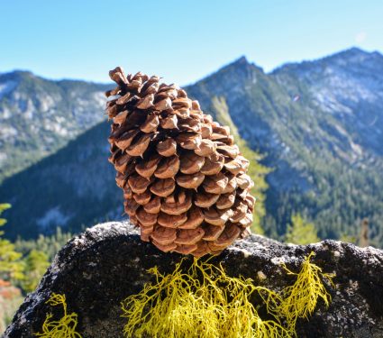 2025/04/Trees-mountain-heights.jpg