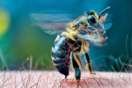 2025/04/Bee-personality-sting.jpg