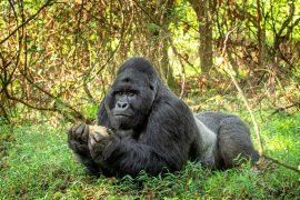 2025/04/Gorilla-truffles.jpg