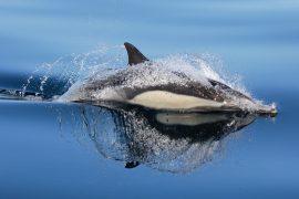 2025/04/Dolphin-chemical.jpg