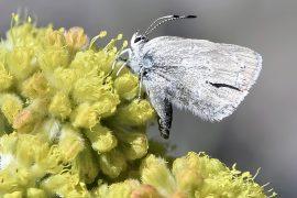 2025/04/Canada-butterfly.jpg