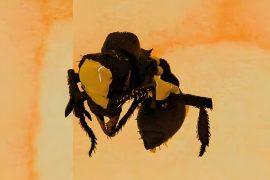 2025/04/Caribbean-ant.jpg