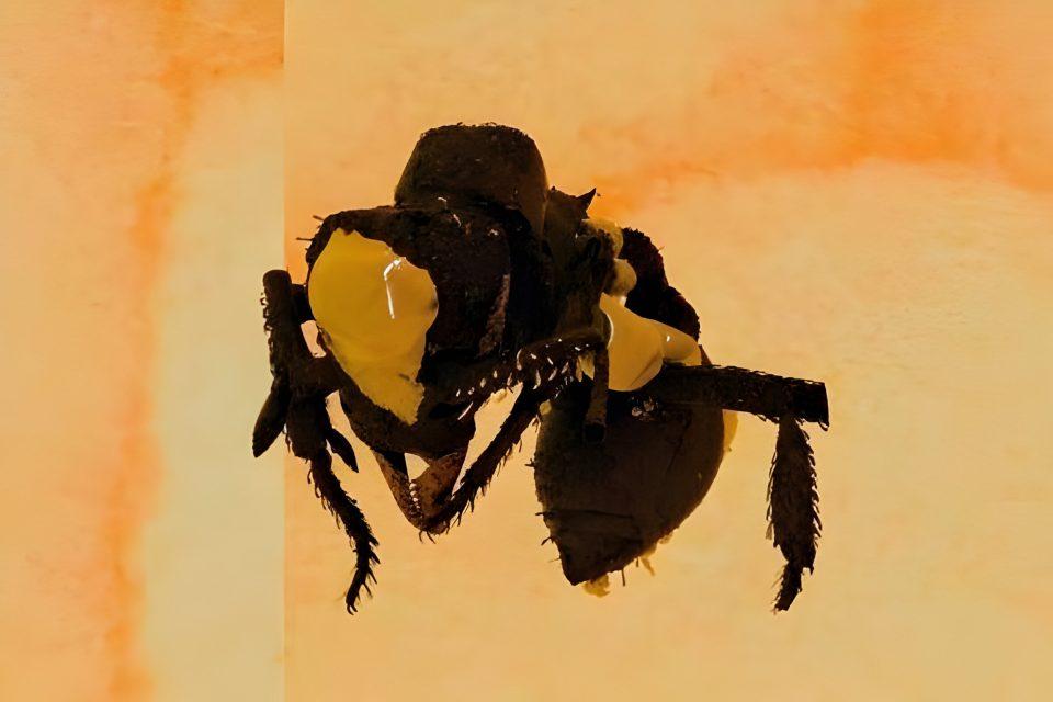 Dirt ants were once masters of disguise in the Caribbean