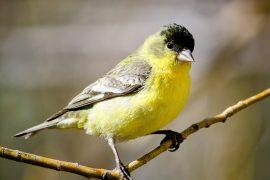 Goldfinches-moving.jpg