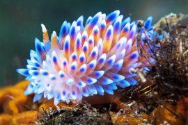 2025/04/sea-slug_Bonisa-nakaza_1m.jpg