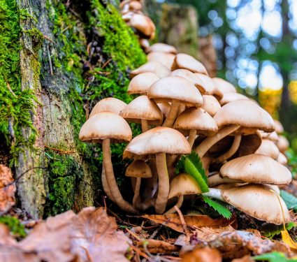 2025/04/Psilocybin-use2.jpg