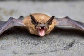 2025/04/babbling-bats-secrets-vocal-learning.jpg