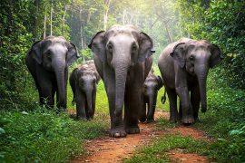2025/04/elephants_land-bridge-migration_1m.jpg