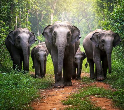 2025/04/elephants_land-bridge-migration_1m.jpg