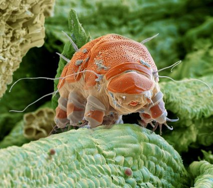 2025/04/Tardigrades-tattoo.jpg