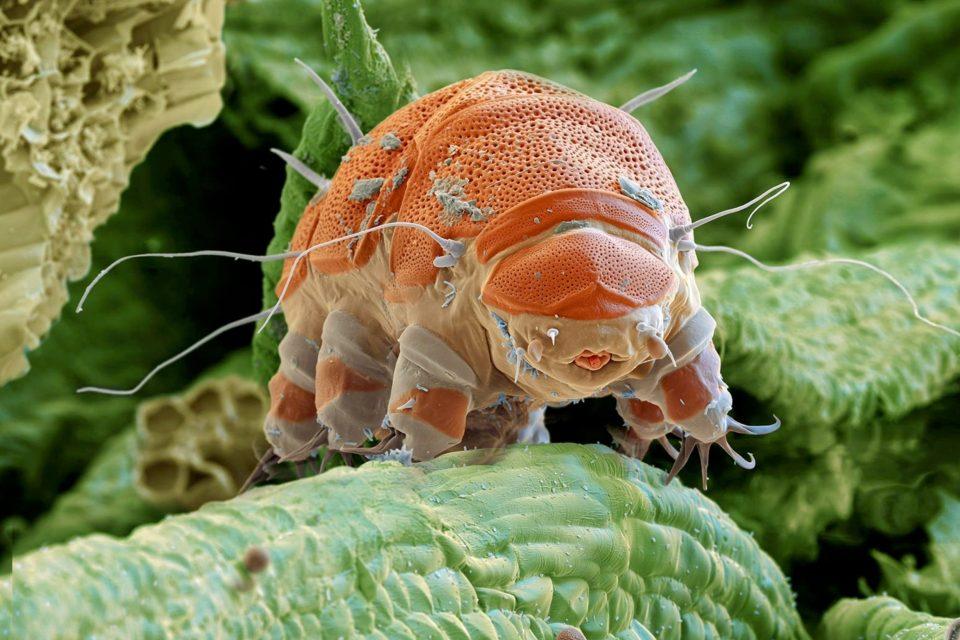 Scientists found a way to put tattoos on the smallest, toughest creatures on Earth