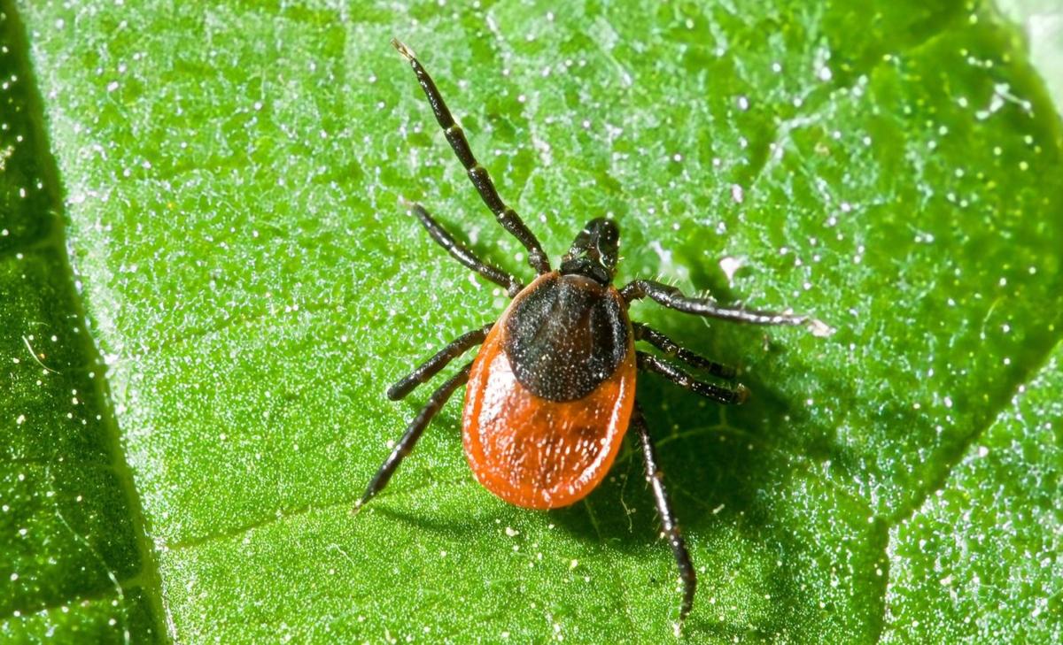 Tick bites can trigger lifelong red meat allergies