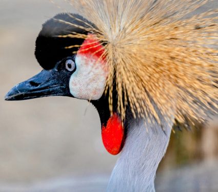2025/04/Climate-endangered-species.jpg