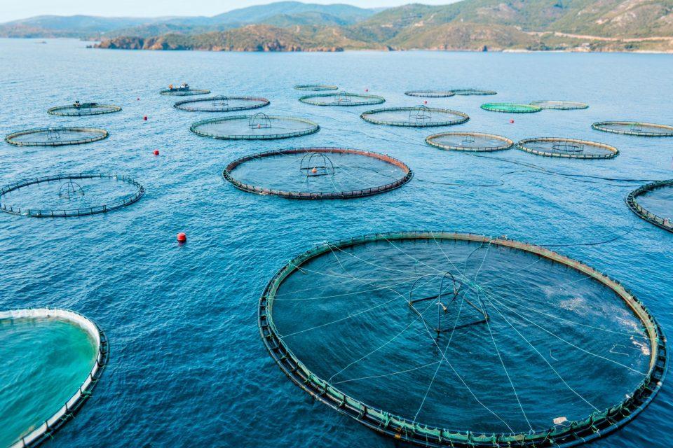 Feeding fish, draining the sea: Fishmeal's global footprint revealed