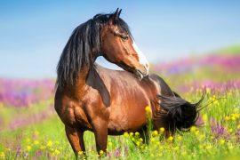 2025/05/Horse-genetics.jpg