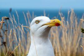 2025/05/Plastic-seabirds.jpg
