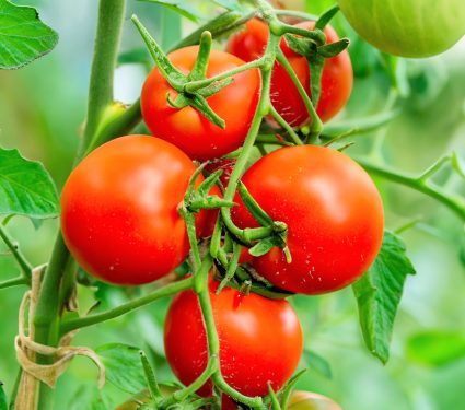 2025/05/Smart-needles-crops.jpg