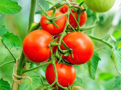 2025/05/Smart-needles-crops.jpg