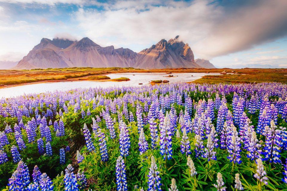 Saving biodiversity: Scientists discover hidden pattern guiding species distributions
