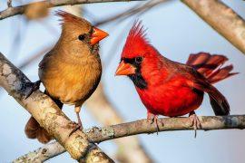 2025/05/Bird-decline.jpg