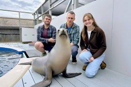 2025/05/Roman-sea-lion.jpg