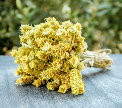 2025/05/Plant-genetic-diversity.jpg