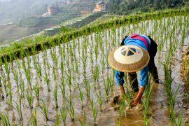 2025/05/Farming-biodiversity.jpg