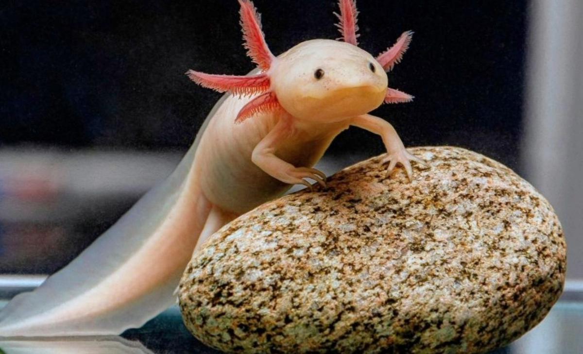 This alien-like, critically endangered species is starting to make a comeback