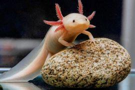 2025/05/Axolotls-.jpg