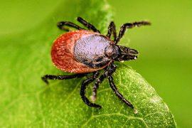 2025/05/Tick-animal-immunity.jpg