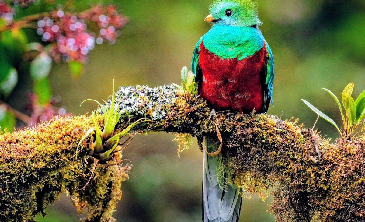 All birds, one tree: Complete evolutionary map reveals hidden links