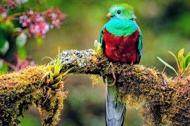 2025/05/Bird-evolutionary-tree.jpg