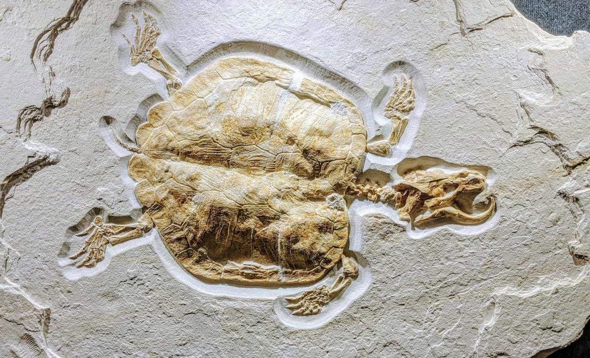 Why some animals become fossils, while others just disappear