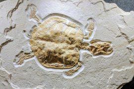 2025/05/Animal-fossil.jpg