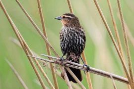 2025/05/Methane-sparrows.jpg