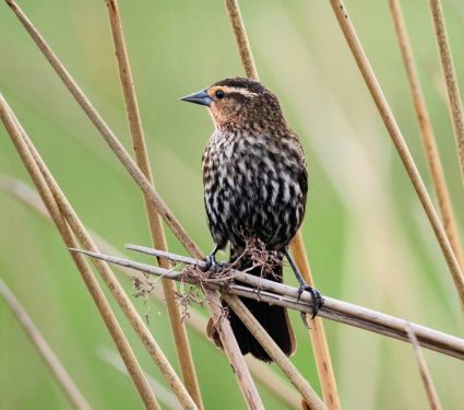 2025/05/Methane-sparrows.jpg