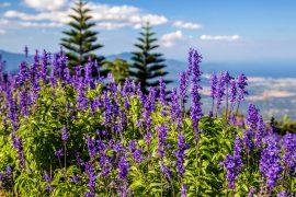 2025/05/Mountain-plants.jpg