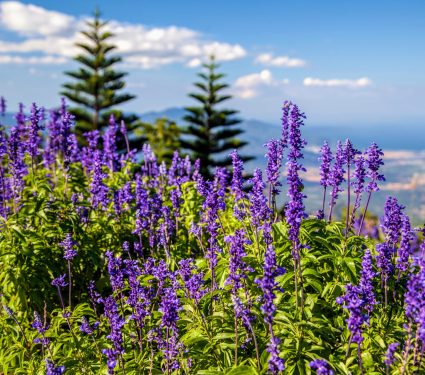 2025/05/Mountain-plants.jpg