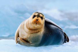 2025/05/Arctic-chemicals-.jpg