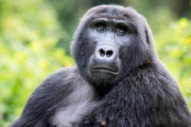 2025/05/Gorillas-social.jpg