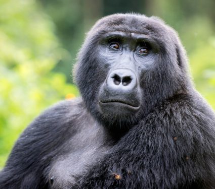 2025/05/Gorillas-social.jpg