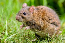 2025/05/Rat-shrew.jpg