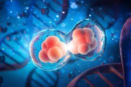 Human,Cell,Division,Under,A,Microscope.,Cellular,Therapy.,3d,Illustration
