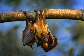2025/05/Young-bats-and-frogs.jpeg