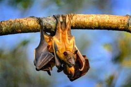 2025/05/Young-bats-and-frogs4.jpeg