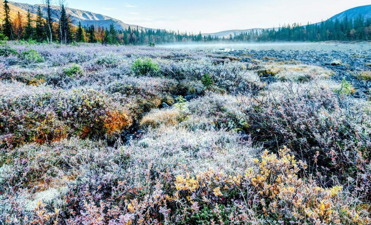 Arctic plant alert: Rising shrubs and vanishing meadows