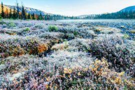 2025/05/Arctic-shrubs.jpg
