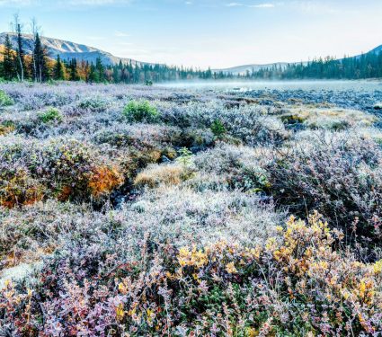 2025/05/Arctic-shrubs.jpg