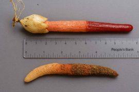 2025/05/rare-red-cane-fungus-rediscovered.jpg